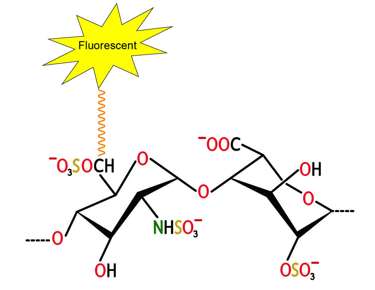 Fluorescent Heparins